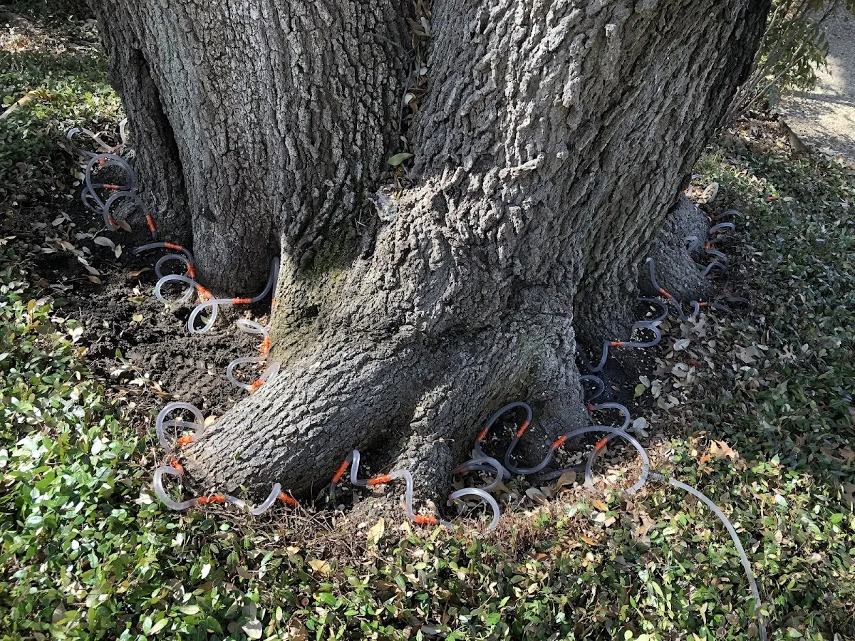 Detailed Tree Cabling and Bracing job site in Pocono Manor